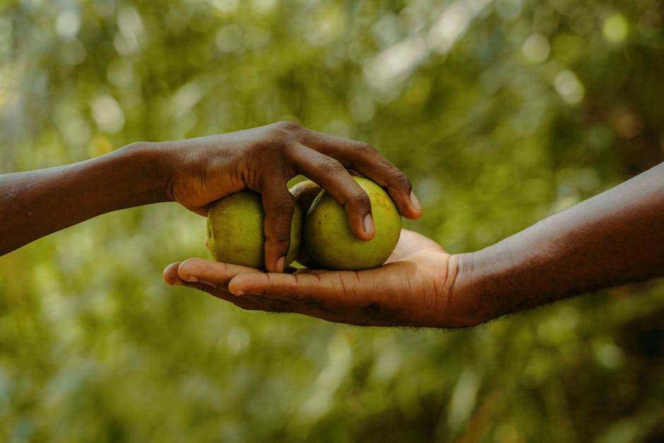 Advogado da União Ganha Honorários: Como Receber e Antecipar